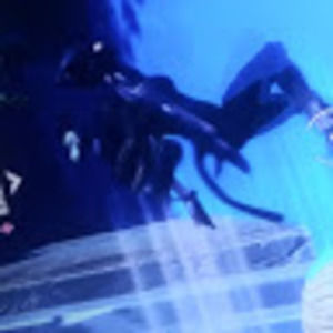 Meet your Posher, Snipe